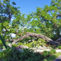 How Tree Care Enhances Running Routes Across Palm Beach County