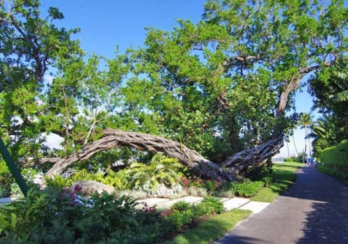 How Tree Care Enhances Running Routes Across Palm Beach County